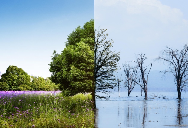 image split in half: left half is a spring or summer field with a tree and flowers, while the right side is an icy, snowy setting with bare trees 