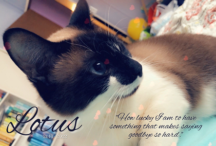 a photo of Lotus, our recently passed Siamese kitty, with the quote "How lucky I am to have something that makes saying goodbye so hard."